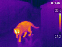 Exemple d'image thermique infrarouge camera thermique infrarouge